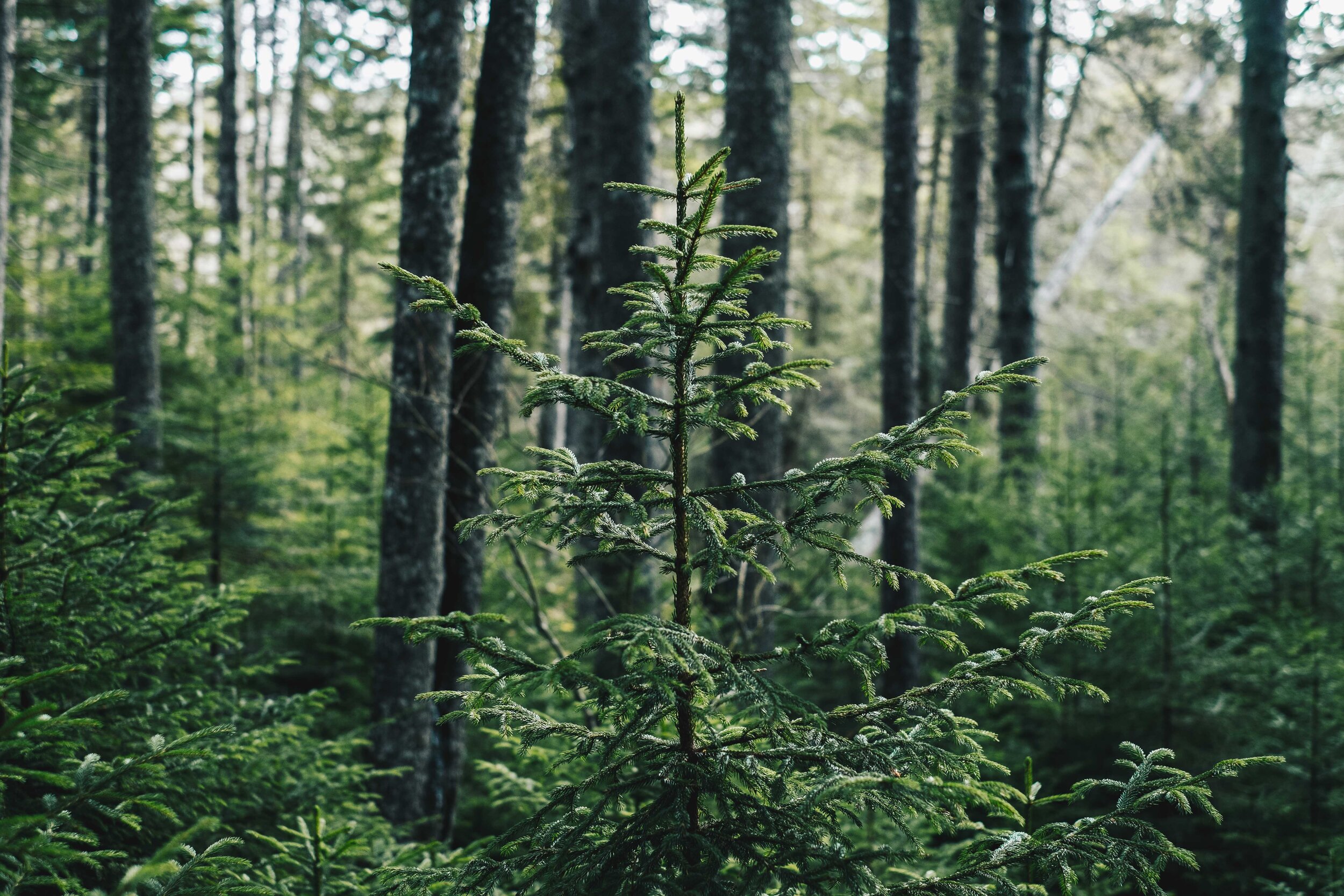 tree in Acadia National Park