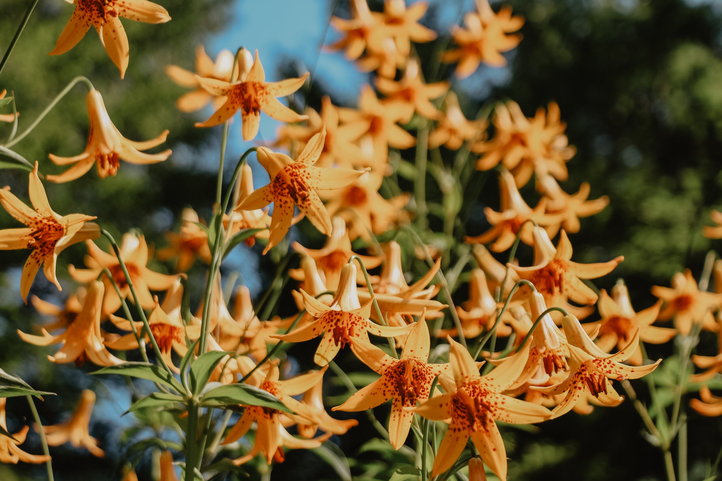 flowers in Bar Harbor